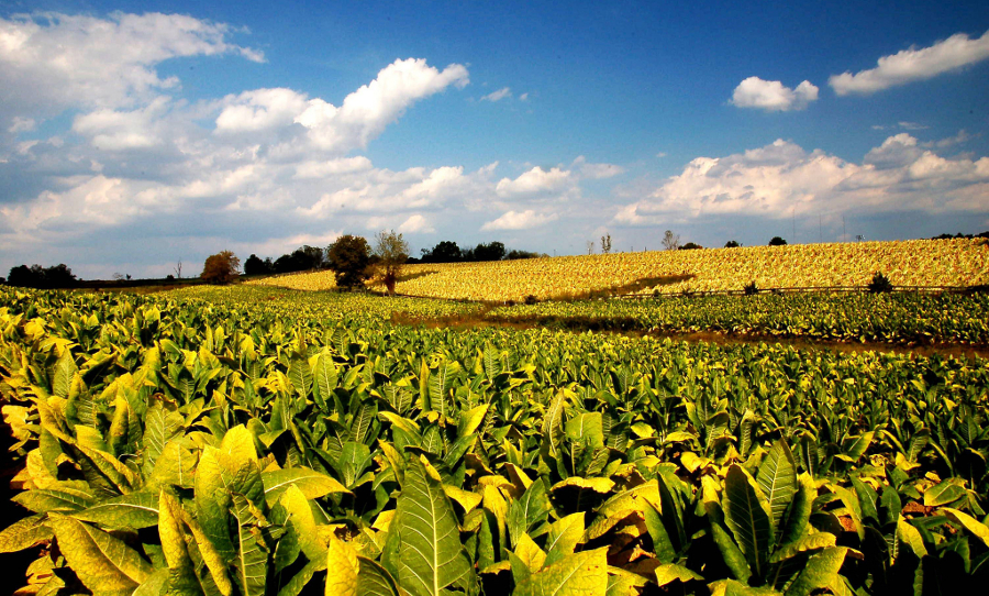 A tobacco field in Kentucky